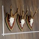 Rehgeweihe 3 Stück starke Rehböcke Reh Bock...