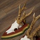 Rehgeweihe 3 Stück starke Rehböcke Reh Bock Geweihe auf ZIRBENHOLZ Trophäenschildern 22.1365