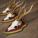 Rehgeweihe 3 Stück starke Rehböcke Reh Bock Geweihe auf ZIRBENHOLZ Trophäenschildern 22.1365