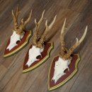 Rehgeweihe 3 Stück starke Rehböcke Reh Bock Geweihe auf ZIRBENHOLZ Trophäenschildern 22.1365