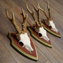 Rehgeweihe 3 Stück starke Rehböcke Reh Bock Geweihe auf ZIRBENHOLZ Trophäenschildern 22.1365