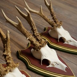 Rehgeweihe 3 Stück starke Rehböcke Reh Bock Geweihe auf ZIRBENHOLZ Trophäenschildern 22.1365