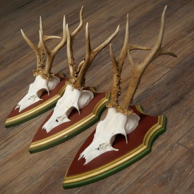 Reehoorns 20 stuks reebokken Reebokkenhoorns gesneden trofeeënborden 22.1350