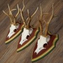 Reehoorns 20 stuks reebokken Reebokkenhoorns gesneden trofeeënborden 22.1350