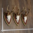 Reehoorns 20 stuks reebokken Reebokkenhoorns gesneden trofeeënborden 22.1350