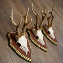 Reehoorns 20 stuks reebokken Reebokkenhoorns gesneden trofeeënborden 22.1350