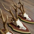 Reehoorns 20 stuks reebokken Reebokkenhoorns gesneden trofeeënborden 22.1350