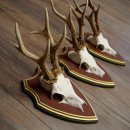 Reehoorns 20 stuks reebokken Reebokkenhoorns gesneden trofeeënborden 22.1350