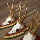 Reehoorns 20 stuks reebokken Reebokkenhoorns gesneden trofeeënborden 22.1350