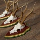 Reehoorns 20 stuks reebokken Reebokkenhoorns gesneden trofeeënborden 22.1350