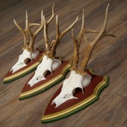 Reehoorns 20 stuks reebokken Reebokkenhoorns gesneden trofeeënborden 22.1350