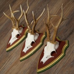 Reehoorns 20 stuks reebokken Reebokkenhoorns gesneden trofeeënborden 22.1350