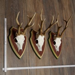 Reehoorns 20 stuks reebokken Reebokkenhoorns gesneden trofeeënborden 22.1350