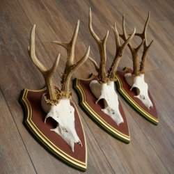 Reehoorns 20 stuks reebokken Reebokkenhoorns gesneden trofeeënborden 22.1350