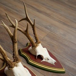 Reehoorns 20 stuks reebokken Reebokkenhoorns gesneden trofeeënborden 22.1350