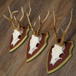 Reehoorns 20 stuks reebokken Reebokkenhoorns gesneden trofeeënborden 22.1350