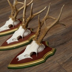 Reehoorns 20 stuks reebokken Reebokkenhoorns gesneden trofeeënborden 22.1350