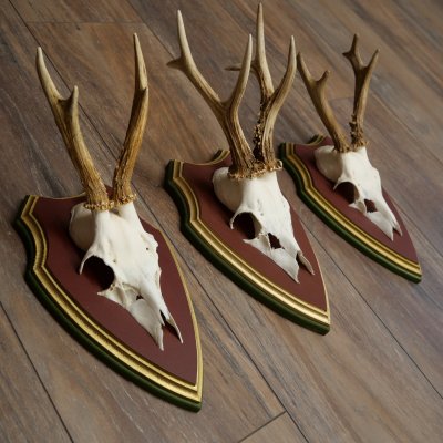 Reehoorns 20 stuks reebokken Reebokkenhoorns gesneden trofeeënborden 22.1350