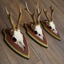 Reehoorns 20 stuks reebokken Reebokkenhoorns gesneden...