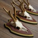 Reehoorns 20 stuks reebokken Reebokkenhoorns gesneden trofeeënborden 22.1350