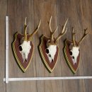 Reehoorns 20 stuks reebokken Reebokkenhoorns gesneden trofeeënborden 22.1350