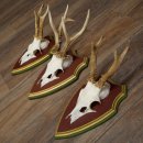 Reehoorns 20 stuks reebokken Reebokkenhoorns gesneden trofeeënborden 22.1350