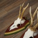 Reehoorns 20 stuks reebokken Reebokkenhoorns gesneden trofeeënborden 22.1350