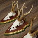 Reehoorns 20 stuks reebokken Reebokkenhoorns gesneden trofeeënborden 22.1350