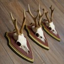 Reehoorns 20 stuks reebokken Reebokkenhoorns gesneden trofeeënborden 22.1350