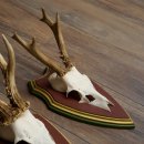 Reehoorns 20 stuks reebokken Reebokkenhoorns gesneden trofeeënborden 22.1350