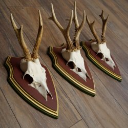 Reehoorns 20 stuks reebokken Reebokkenhoorns gesneden trofeeënborden 22.1350