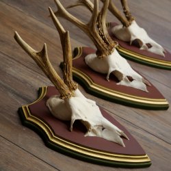 Reehoorns 20 stuks reebokken Reebokkenhoorns gesneden trofeeënborden 22.1350