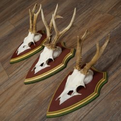 Reehoorns 20 stuks reebokken Reebokkenhoorns gesneden trofeeënborden 22.1350