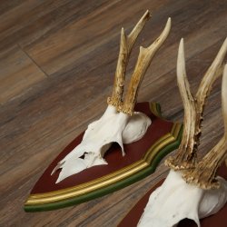 Reehoorns 20 stuks reebokken Reebokkenhoorns gesneden trofeeënborden 22.1350