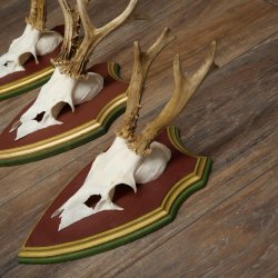 Reehoorns 20 stuks reebokken Reebokkenhoorns gesneden trofeeënborden 22.1350