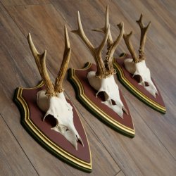 Reehoorns 20 stuks reebokken Reebokkenhoorns gesneden trofeeënborden 22.1350