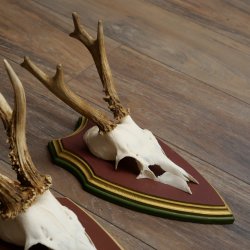 Reehoorns 20 stuks reebokken Reebokkenhoorns gesneden trofeeënborden 22.1350