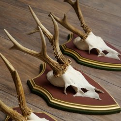 Reehoorns 20 stuks reebokken Reebokkenhoorns gesneden trofeeënborden 22.1350