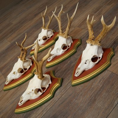 Reehoorns 20 stuks reebokken Reebokkenhoorns gesneden trofeeënborden 22.1350