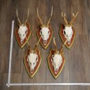 Reehoorns 20 stuks reebokken Reebokkenhoorns gesneden trofeeënborden 22.1350