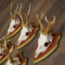 Reehoorns 20 stuks reebokken Reebokkenhoorns gesneden trofeeënborden 22.1350