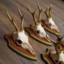 Reehoorns 20 stuks reebokken Reebokkenhoorns gesneden trofeeënborden 22.1350