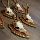 Reehoorns 20 stuks reebokken Reebokkenhoorns gesneden trofeeënborden 22.1350