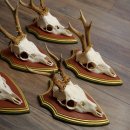 Reehoorns 20 stuks reebokken Reebokkenhoorns gesneden trofeeënborden 22.1350