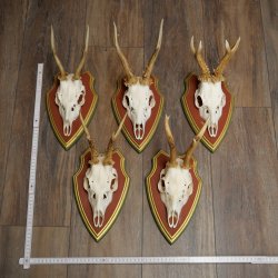 Reehoorns 20 stuks reebokken Reebokkenhoorns gesneden trofeeënborden 22.1350