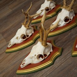 Reehoorns 20 stuks reebokken Reebokkenhoorns gesneden trofeeënborden 22.1350