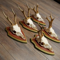 Reehoorns 20 stuks reebokken Reebokkenhoorns gesneden trofeeënborden 22.1350