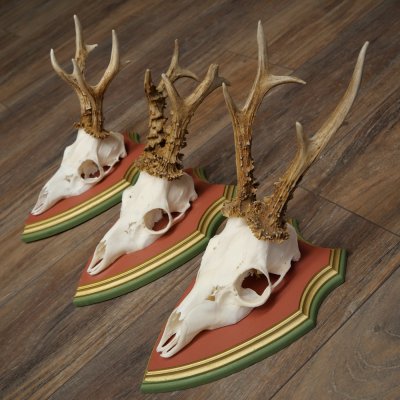 Reehoorns 20 stuks reebokken Reebokkenhoorns gesneden trofeeënborden 22.1350