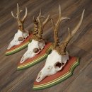 Reehoorns 20 stuks reebokken Reebokkenhoorns gesneden trofeeënborden 22.1350