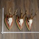 Reehoorns 20 stuks reebokken Reebokkenhoorns gesneden trofeeënborden 22.1350